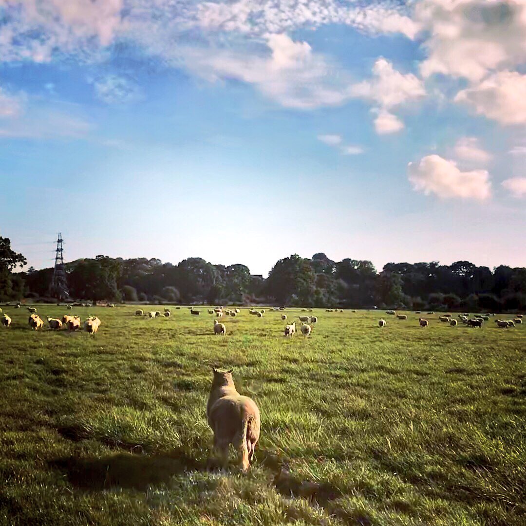 meandeweblog's tweet photo. This old teaser knows the deal... he likes to be taxied all the way to his ladies #imhisgatelackey #sheep365 #tupping2018 #experienceisking #oldpro https://t.co/Zq8HQXKLs7