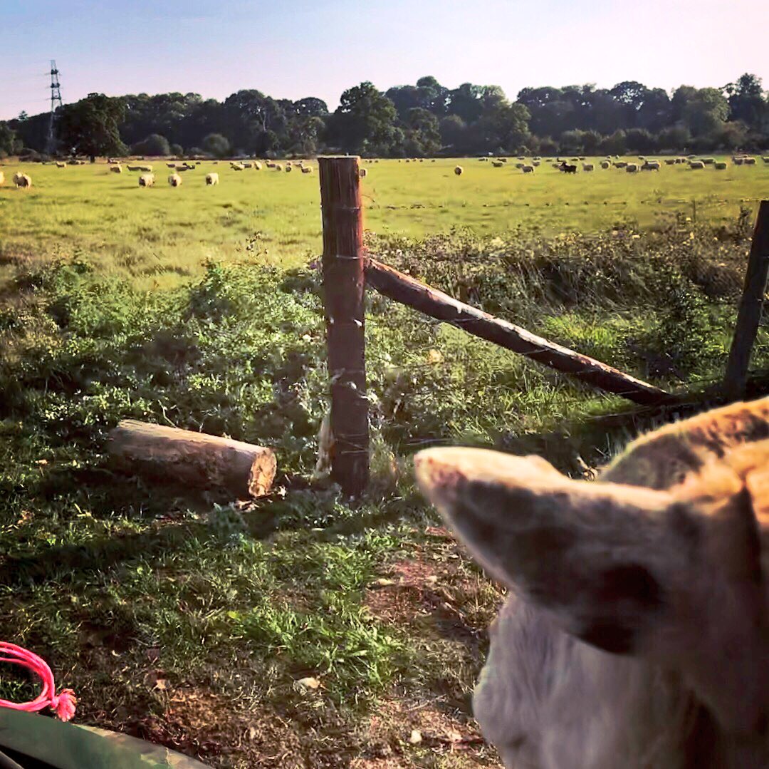 meandeweblog's tweet photo. This old teaser knows the deal... he likes to be taxied all the way to his ladies #imhisgatelackey #sheep365 #tupping2018 #experienceisking #oldpro https://t.co/Zq8HQXKLs7