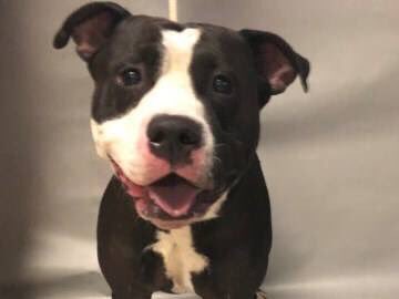 MoishesMom's tweet photo. 🆘🚨Smiley will be killed 2day by #NYCACC because he’s afraid amongst the devils. Just look at this sweet gorgeous happy pup who’s willing to trust after being dumped, betrayed & abandoned👇🏻👇🏻👇🏻👇🏻#Save #Smiley in #NYC #adopt #foster #urgent #rescue #retweet #dogsofTwitter🆘🚨👇🏻🙏 https://t.co/1dbEtBYxbL