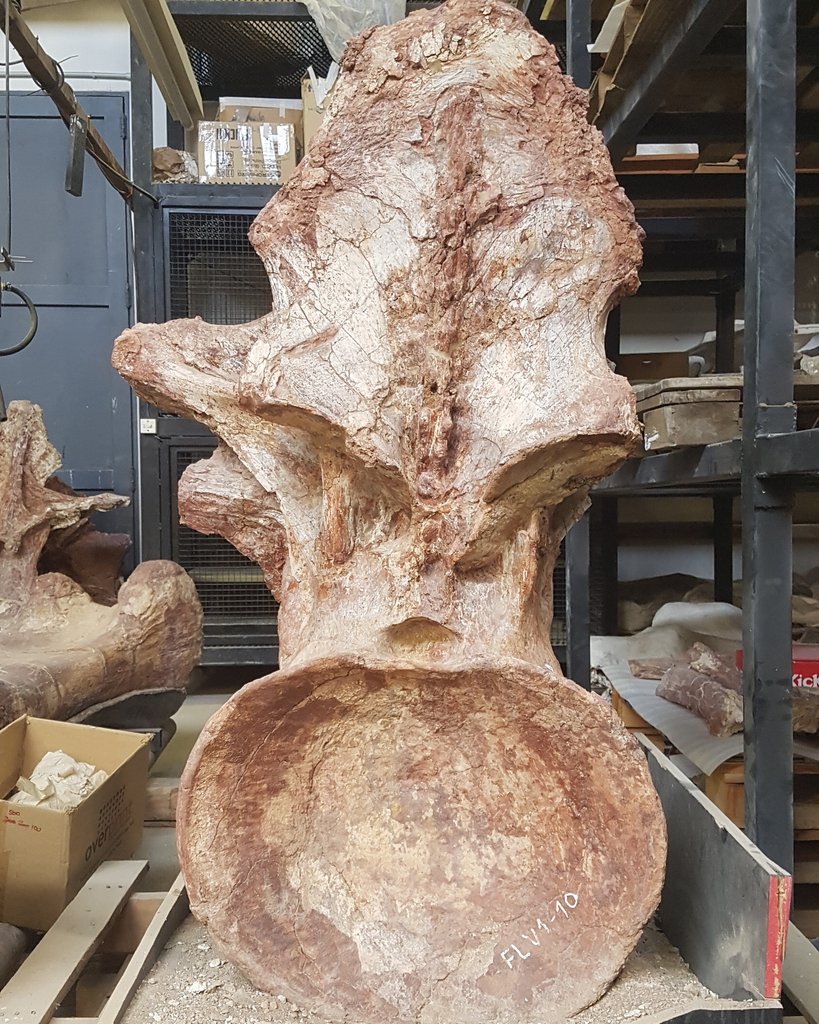 dosisderadio's tweet photo. RT @mefpatagonia: Respuesta al #MefPregunta: Ayer te mostramos el detalle de esta vértebra dorsal posterior de #Patagotitan, la criatura terrestre más grande conocida hasta el momento.
¡Al estar petrificada, esta vértebra pesa alrededor de 200kg! https://t.co/Eqt1jGPmkl