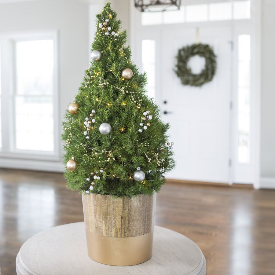 JacksonPerkins's tweet photo. Searching for the perfect gift for a client, your favorite neighbor, or something special to treat yourself? Our wide selection of beautiful living gifts are sure to bring joy this holiday season! #GiveJP #JPholiday --> https://t.co/b2WPqDfmae https://t.co/9AiZPSAhBM