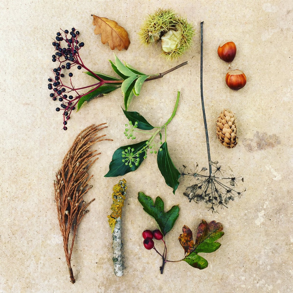 Autumnal inspiration from the hedgerows