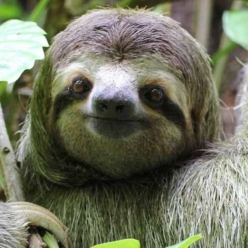Buenos dias! 😍  ✌🏽
It is almost weekend. That's a good reason to smile just like this sloth! 😁
Or you can visit a Sloth rescue center and smile together! 😇hubs.ly/H0f1BnG0
#MyCostaRica #CostaRica #Sloth