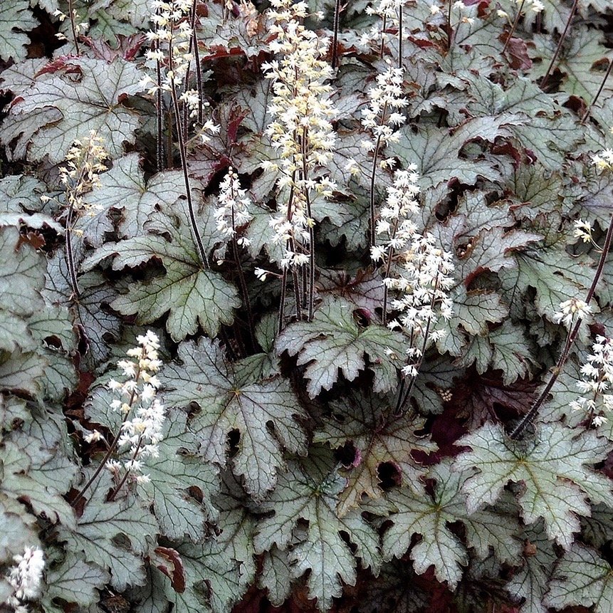 HostasDirect's tweet image. BIG SALE!! Closing Sunday, October 7th! - mailchi.mp/hostasdirect/3…