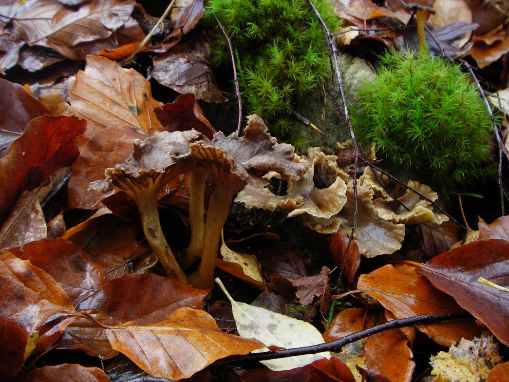 NatureScot's tweet photo. For lucky folk in Orkney the Field Club have organised a #UKFungusDay Fungi Foray tomorrow at Mull Head Nature Reserve. A great way to meet folk and learn about varieties that are safe to eat. Info - https://t.co/GGyvNvGbXv @ukfungusday #connectingpeopleandnature https://t.co/thThcW3smH