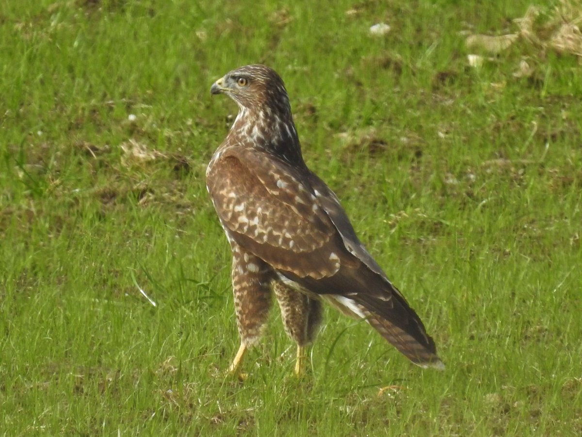 RT @Bird_Fan1: Hard to beat a bit of Buzzard, as Jim Bowen might have said. Juveniles worming with great diligence, until I briefly interrupted! @nirsg @Irishwildlife @UlsterWildlife @birdsofprey_uk @UKBirdsWildlife @britishbirds @Britnatureguide