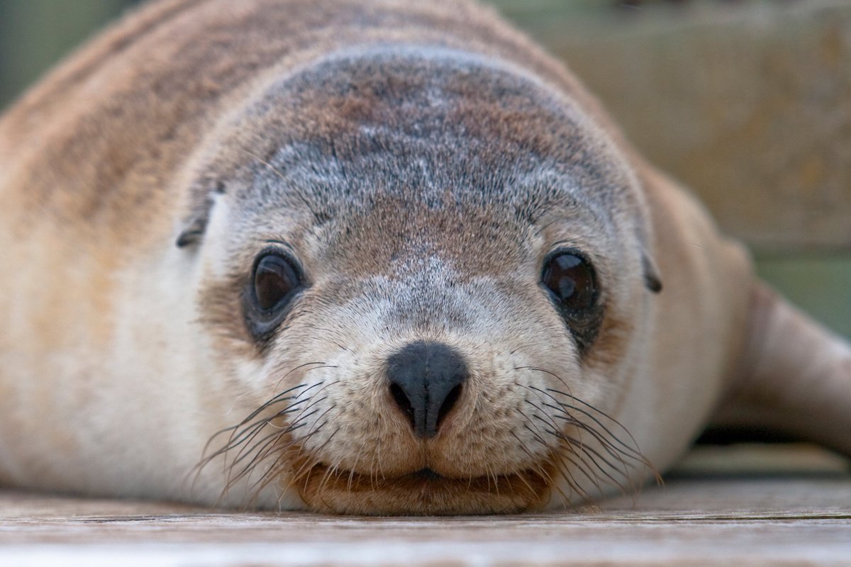 AustravelUK's tweet photo. Smile ... it's almost the weekend! ππ
#WorldSmileDay
#WeKnowThere #Travel #LuxuryTravel #Australia #SeeAustralia #TravelAustralia #VisitAustralia #Seal #KangarooIsland #Wildlife https://t.co/PllN9lEHff