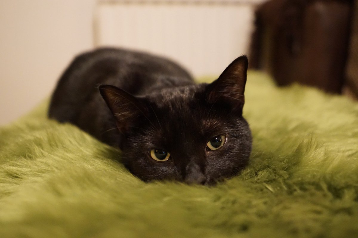 AlmoNatureUK's tweet photo. Don't forget to visit our friends at @KatzenworldBlog in Manchester at the Family Pet Show. Join them for freebies and chats. Have a great weekend! 😃 https://t.co/gbMtCZoLIs
