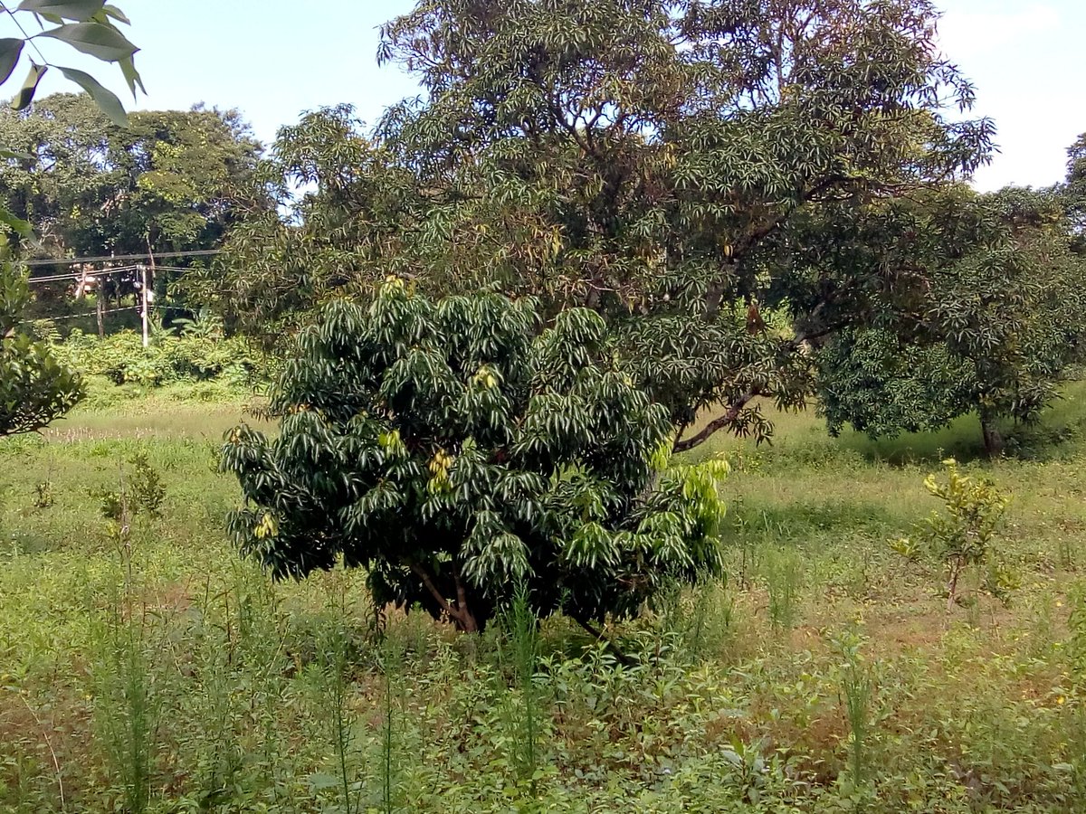 agronputla's tweet photo. Árbol de lichi en Putla, Oax. https://t.co/2DOLQXE5Nw