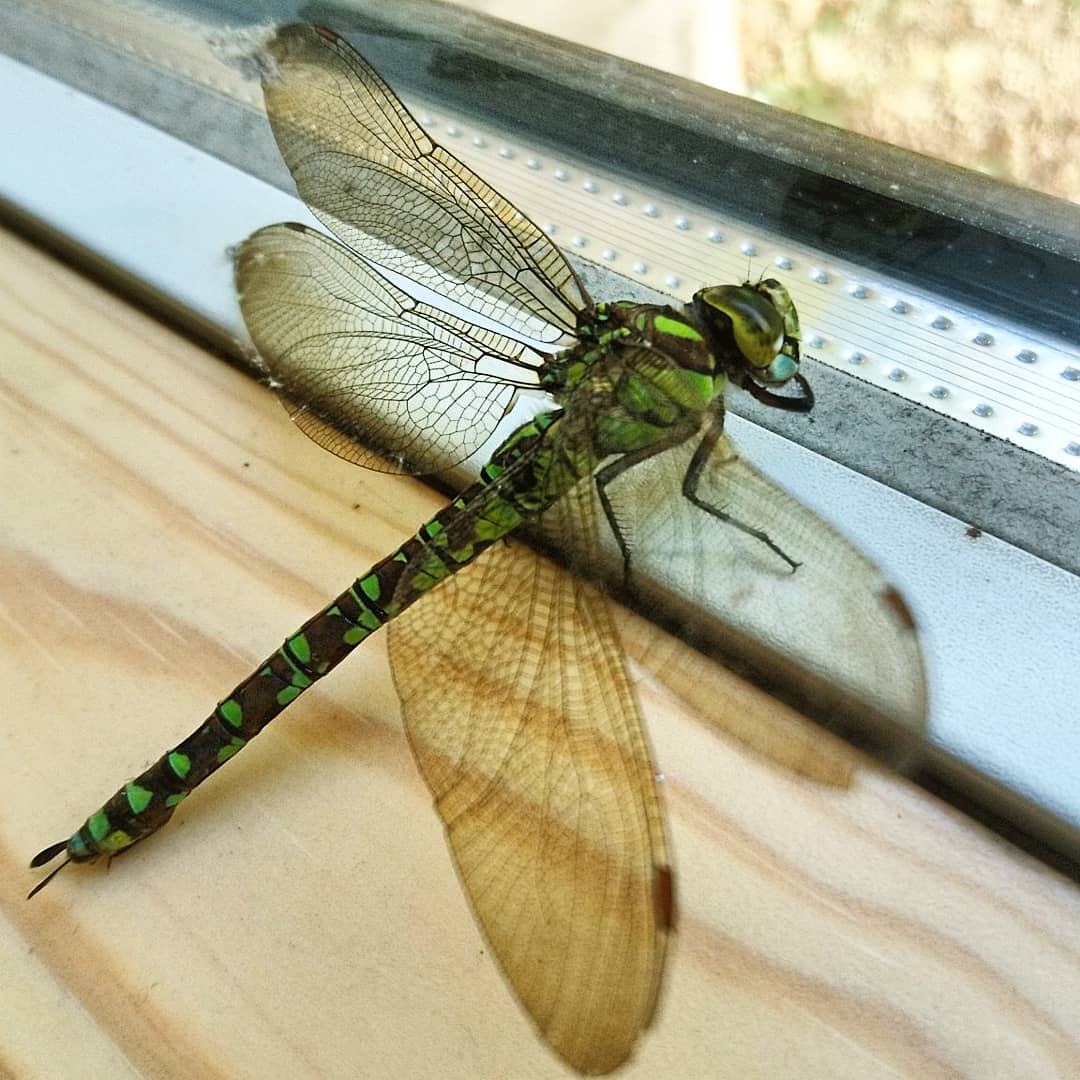 There was a dragonfly on the window sill this afternoon.