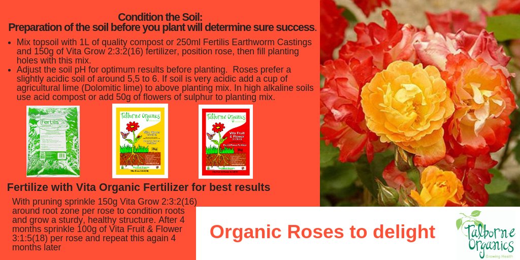 talborne's tweet photo. Organic Roses to delight by Jenny Slabber:  My secret to growing stunningly beautiful and healthy low maintenance organic roses is to do just a few basics right and you will be justly rewarded for your effort. #roses #organicroses #growingroses https://t.co/MSD5IpgNWJ https://t.co/20gCOA6yNM