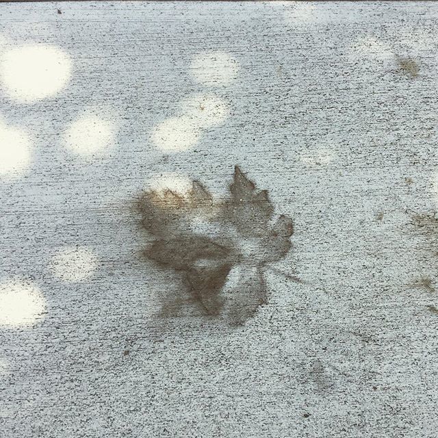 SarahAddisonAll's tweet photo. Lessons from nature: Always leave a good impression. #leafimpressions #sidewalkwisdom #autumnshadows #fridayfeels https://t.co/HEhSAkyERF https://t.co/TRH5XP0R5v