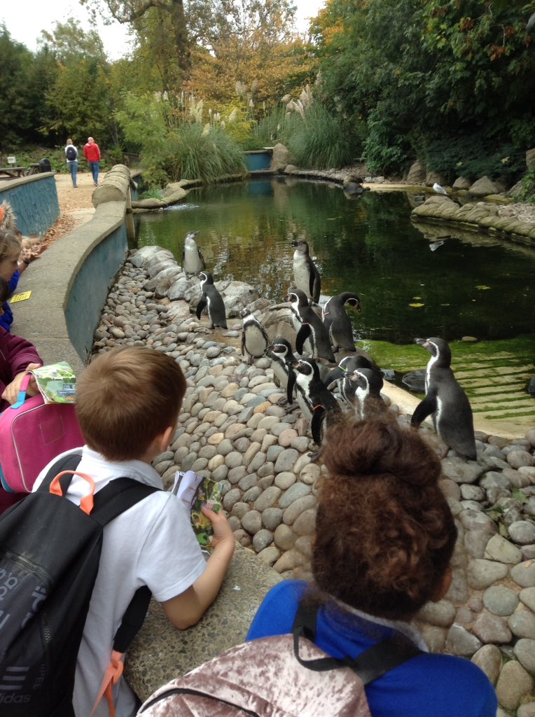 latimerprimary's tweet image. #classPK #Year3 Great day at Twycross Zoo, learning about animals - their behaviour and habitats.