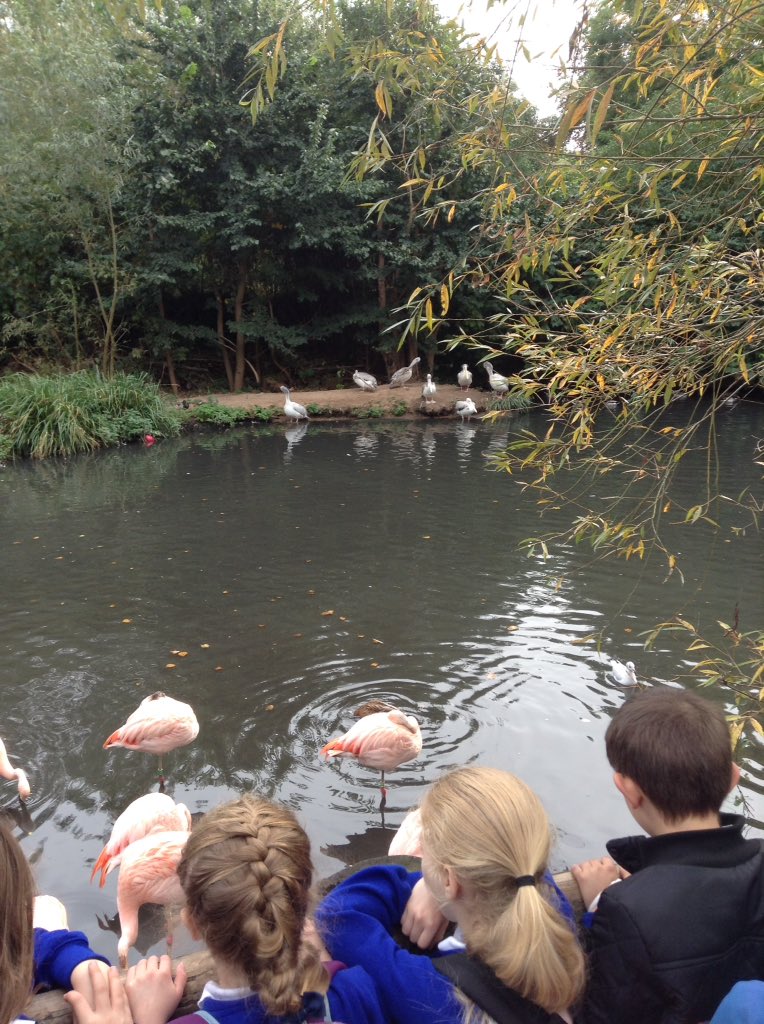 latimerprimary's tweet image. #classPK #Year3 Great day at Twycross Zoo, learning about animals - their behaviour and habitats.