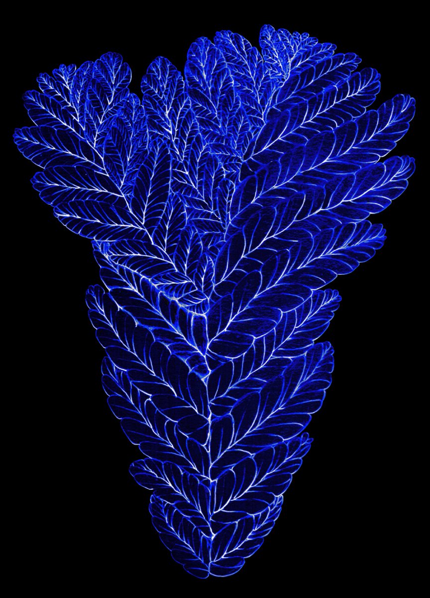 EdiaCharlotte's tweet photo. New paper out today in @CurrentBiology, featuring a new #rangeomorph from Charnwood Forest whose growth indicates the ability to recover from damage and true biological modularity. With @Frankie_Dunn_ of @BristolPalaeo and @phil_wilby of @BritGeoSurvey #FossilFriday https://t.co/gEqX7vYqyO