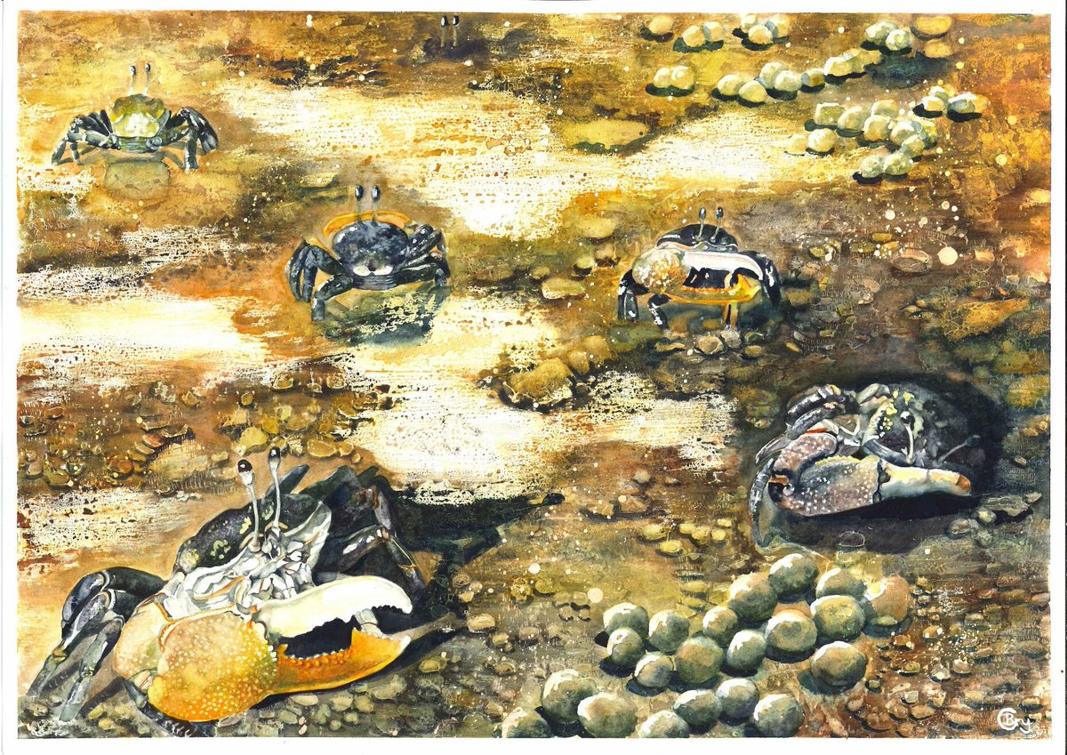 PastOceans's tweet image. Our new OPEN ACCESS paper in @MEPS_IR  compares global mudflat #ecosystemfunctioning: we show widespread #macrofauna redundancy and distinct regional differences. Congrats to @NavodhaD on her 1st paper and @TarnDrylie on her 2nd. int-res.com/articles/featu…
