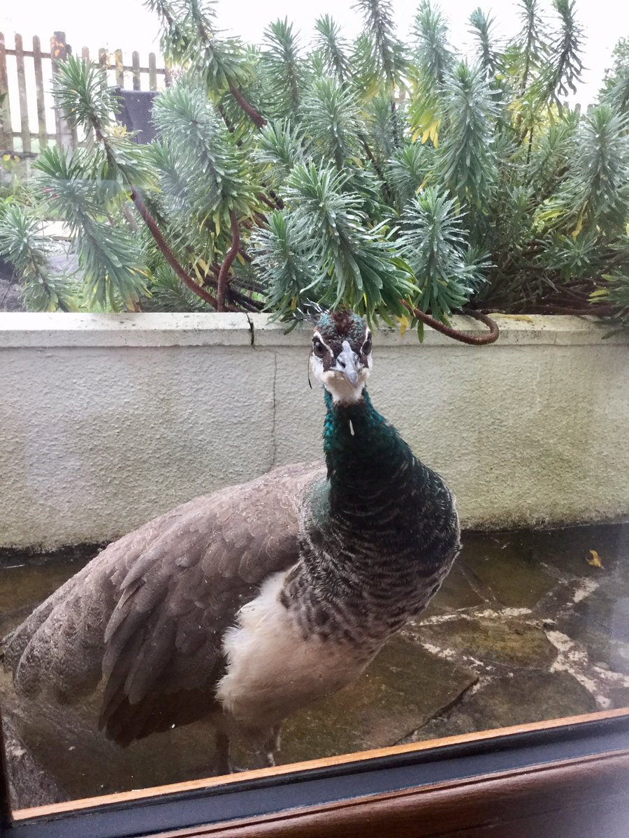 VCsoftfurnish's tweet photo. Today job was fitting three pairs of curtains into this bedroom with one not so normal window. We even had an admirer from outside.
.
.
#peacock #shapedwindow #bedroom #curtains #madetomeasure #bespoke #silentgliss https://t.co/J12ejebhAl