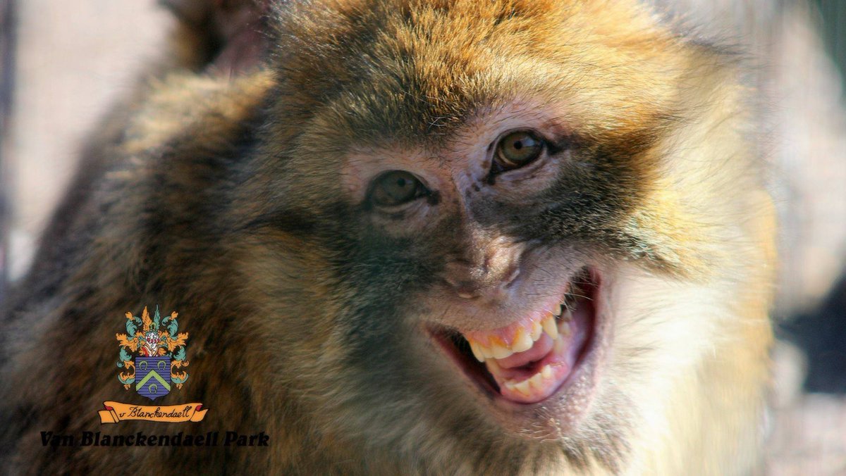 MAAK KANS OP VRIJKAARTEN VOOR HET DIERENPARK VAN BLANCKENDAELL
Bevestig deelname/regels: westfriesland.nl/winnen  #Tuitjenhorn #Westfriesland <a href="/Blanckendeall/">Arie de Ara</a>