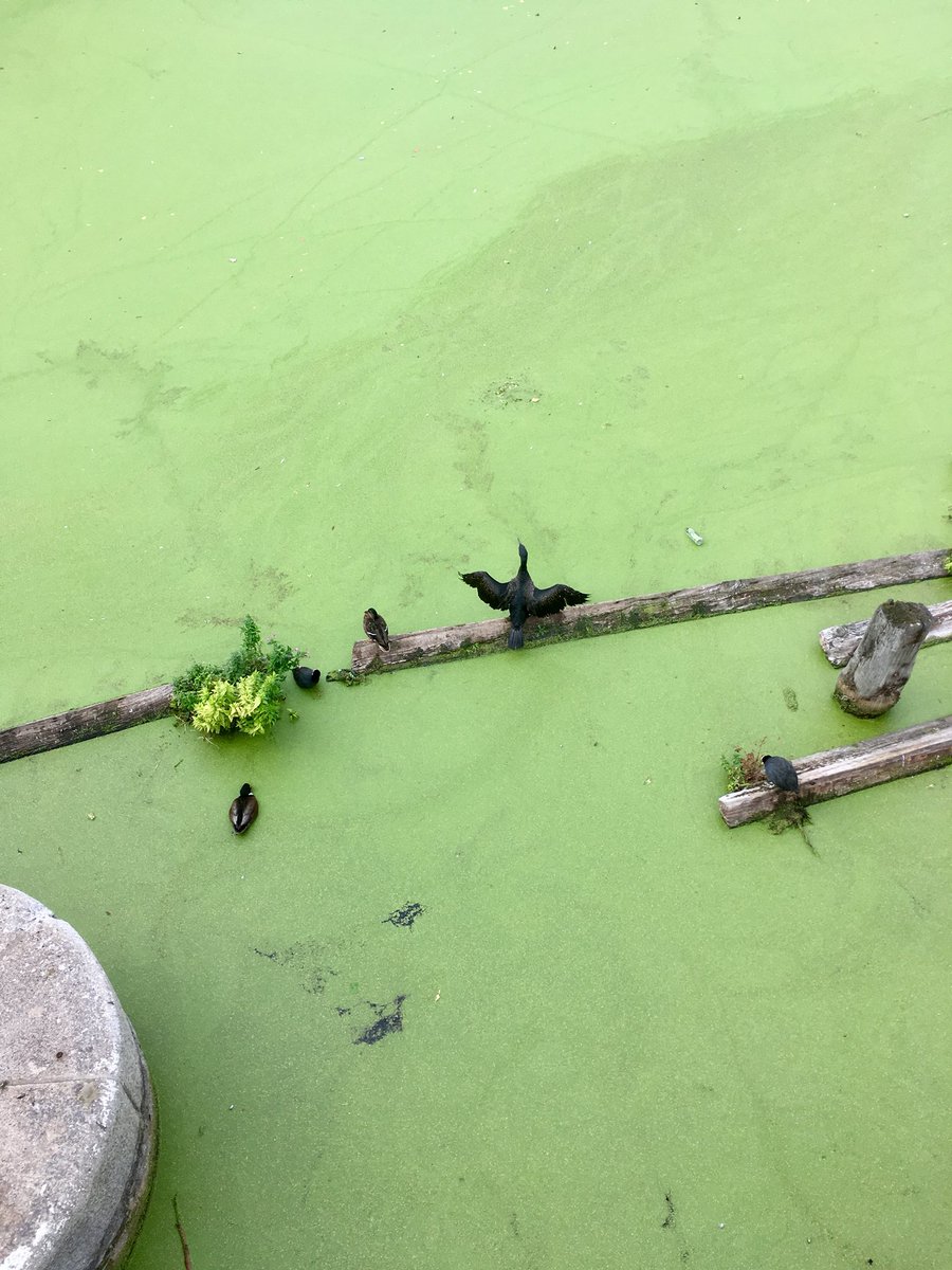 eclectictrains's tweet image. The insatiate cormorant gathers the wind that slides across the green algae; the luminous pavement; the matted canal.

It’s her wind. She is not going to share it.

#BowLocks