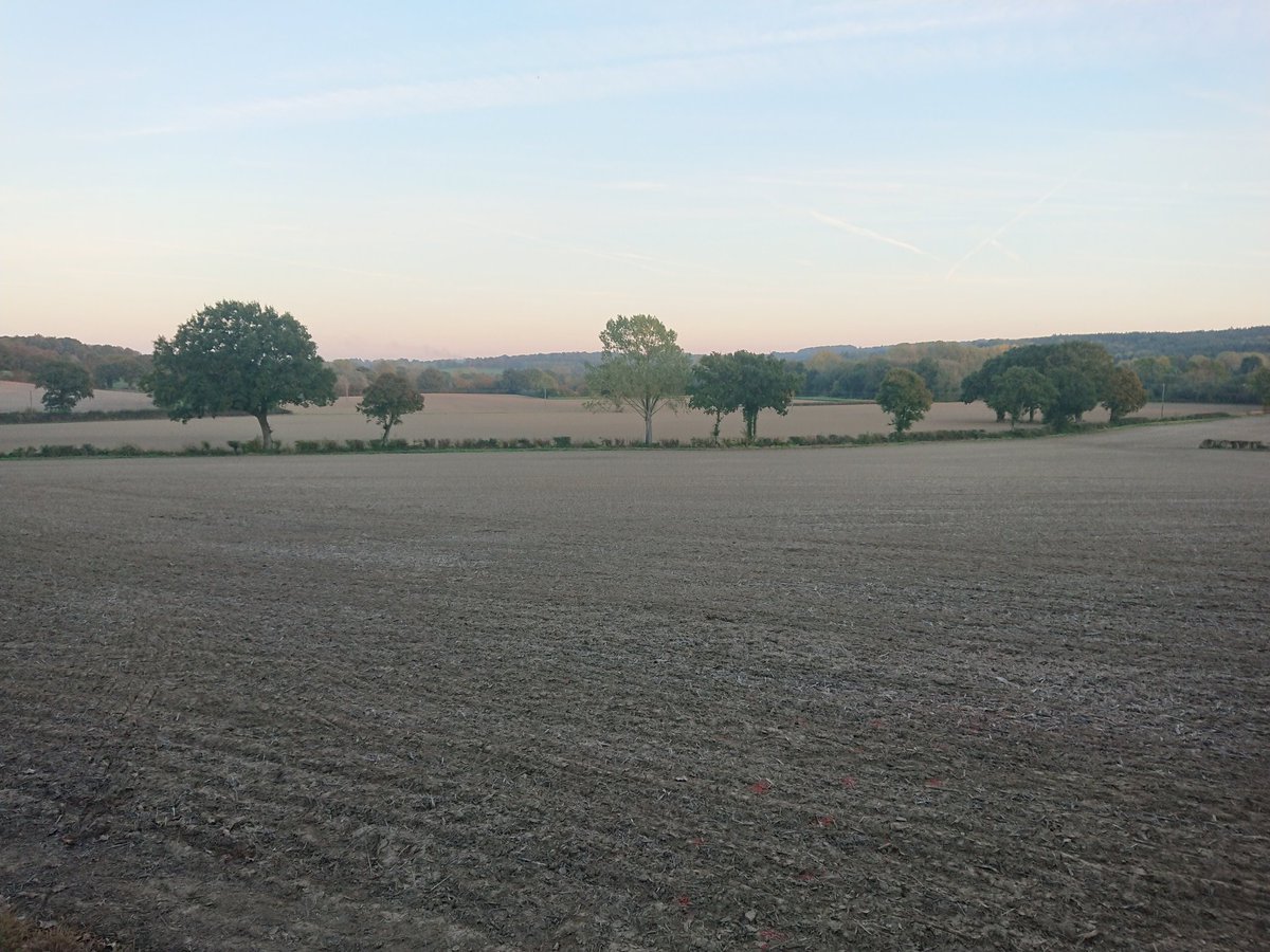 Will Hoad tweet media