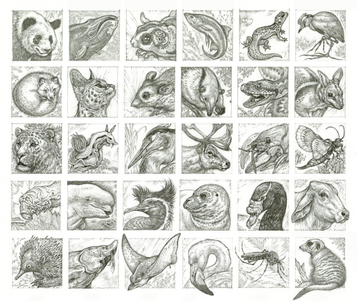 All thirty of the 1-inch square #1Day1Animal and #DrawingaDay/ #JohnVernonLord drawings for September. Pity I couldn't finish them on time for submission to @illustrationHQ. Hey ho. I'm quite sure there would be a cosmic upheaval if I manage to do anything punctually.