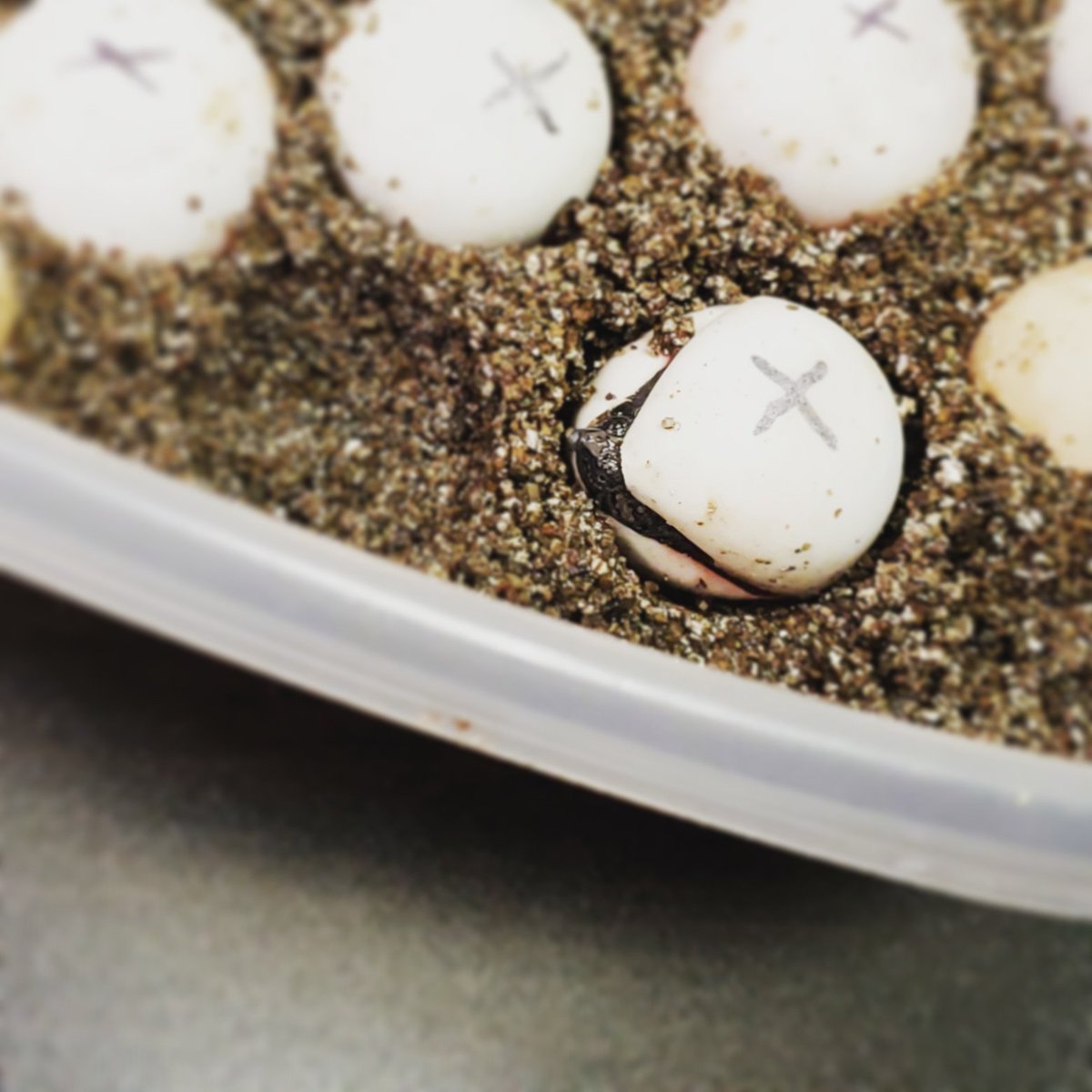 JessicaCNN's tweet image. I got to witness a snapping turtle hatching. #lovethewildlife