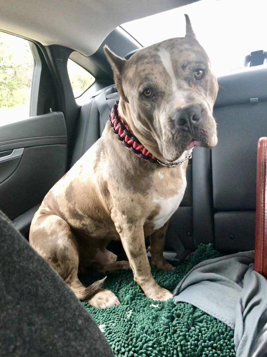 G O A T Pet Product Goatpetproducts Twitter