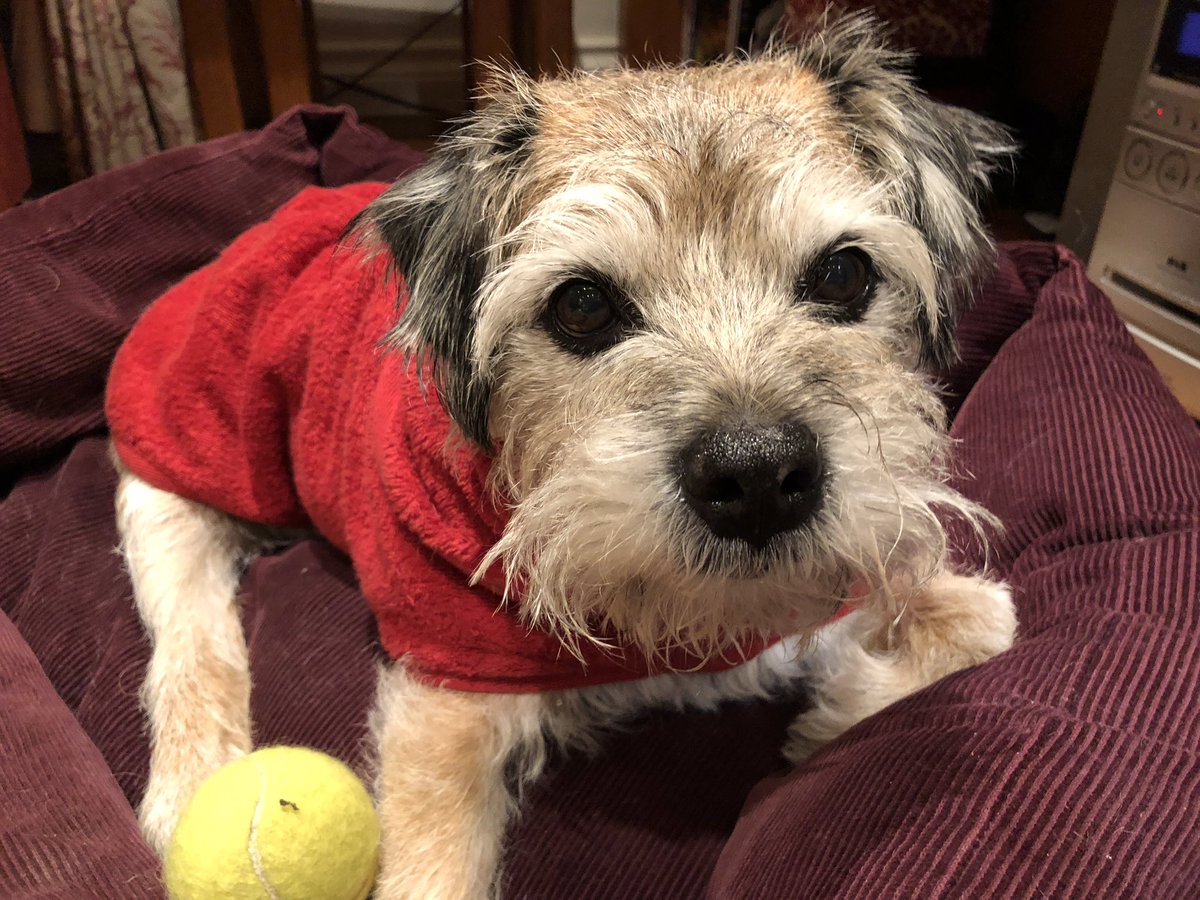 borderonwheels's tweet photo. Hello pals! Pleased to report I’m doing well, managing some regular biscuits with my chicken! Playing with my 🎾 as well! Love you loads #Bensonsporch https://t.co/NchEASjhJ7