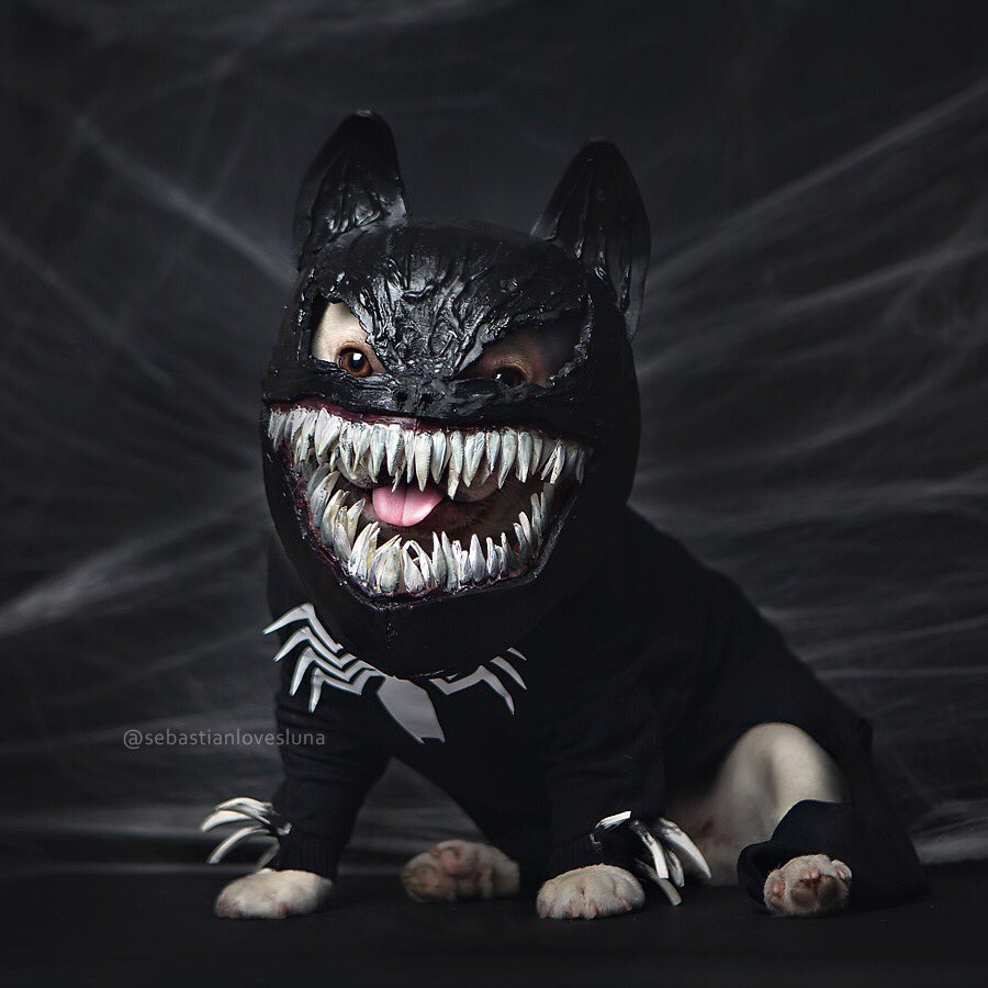 We are Frenchom. If #Venom had a dog it would be me <a href="/VenomMovie/">#Venom: The Last Dance</a>  #wearev3n0m #VenomMovie #WeAreVenom