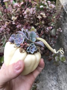 AngelsGroveCo's tweet photo. Is this succulent pumpkin season or pumpkin spice?? #succulents #PSL 
https://t.co/n9cxNLMp4n https://t.co/Q67wluO8dn