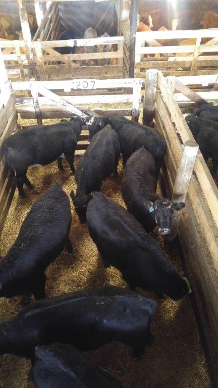Perlichbros's tweet photo. The weigh is on and and our crew is doing a great job!
Be sure to attend out presort sale Saturday Oct 6th at 10:00 am #perlichbros https://t.co/ENbAvv2YH2