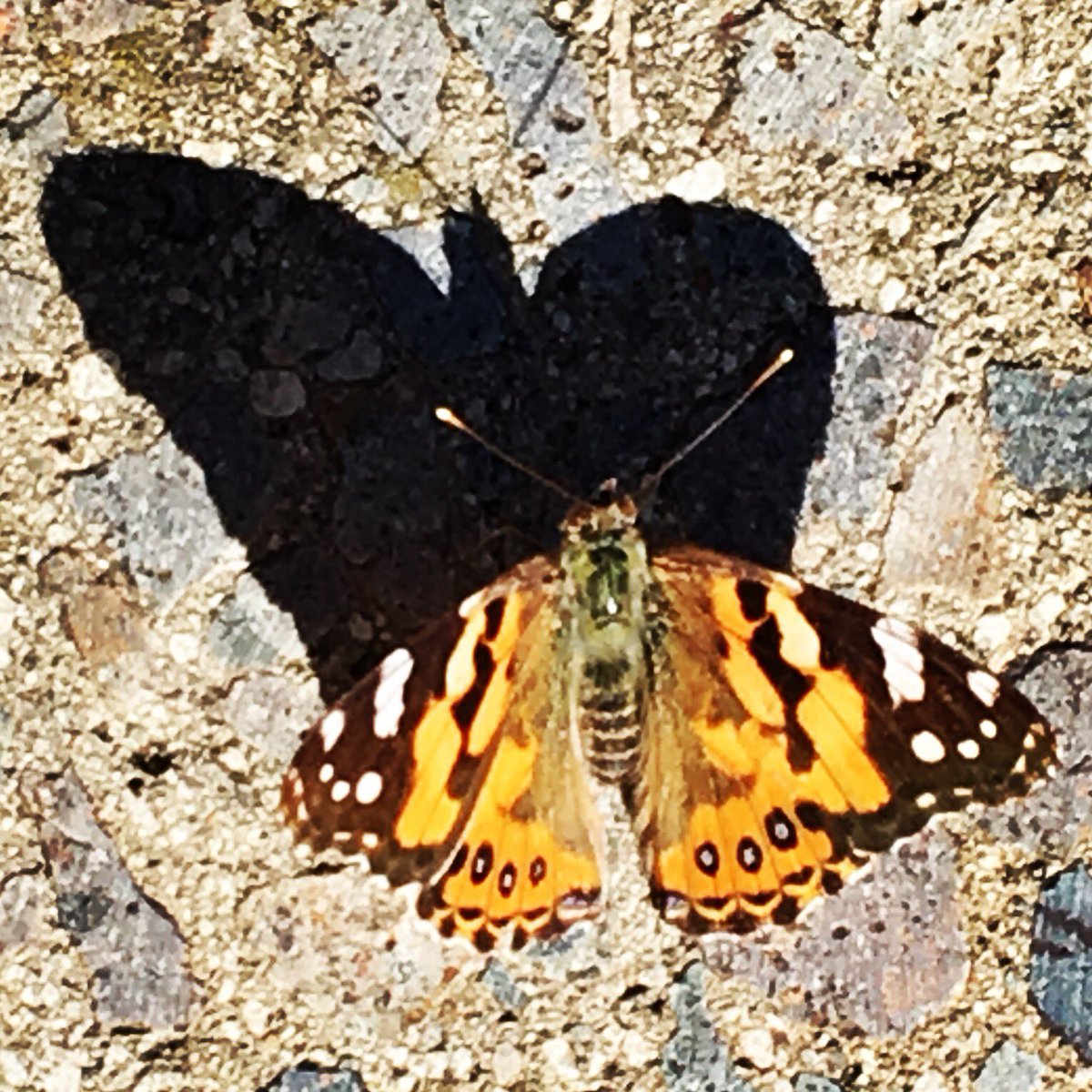JordioKinesio's tweet photo. A butterfly flew in front of me & landed on the path. They symbolise transformation & navigating change with grace & lightness. Embracing change in the environment & emotional body. Things are expanding in unexpected #butterflytransformation #grace #lightness #expansion #grateful https://t.co/4p9UkUUqy9