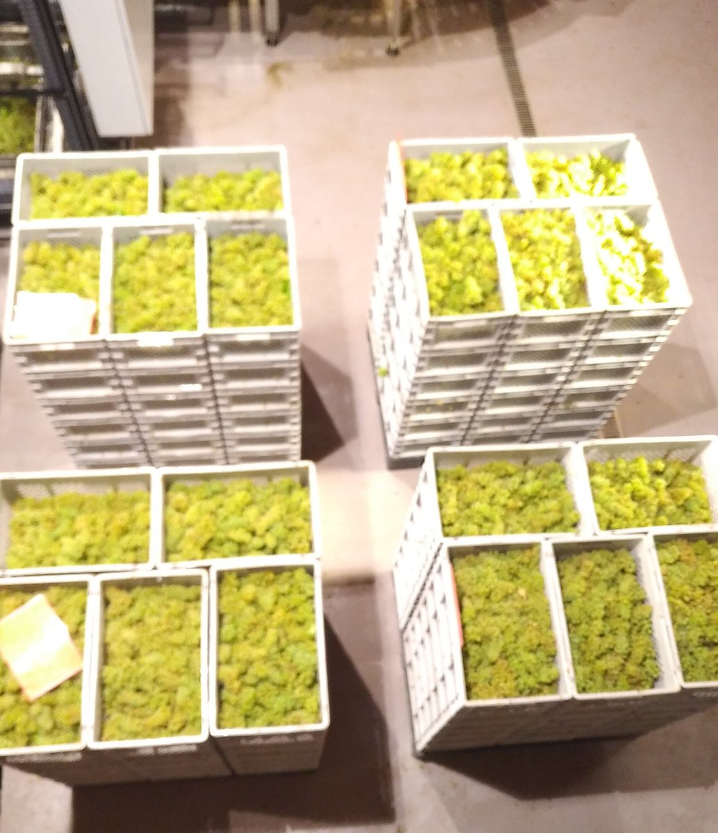 GreatrixBrad's tweet image. Up next. #ParcelbyParcel #Chardonnay #harvest2018 #WholeBunchPressing #Nyetimber