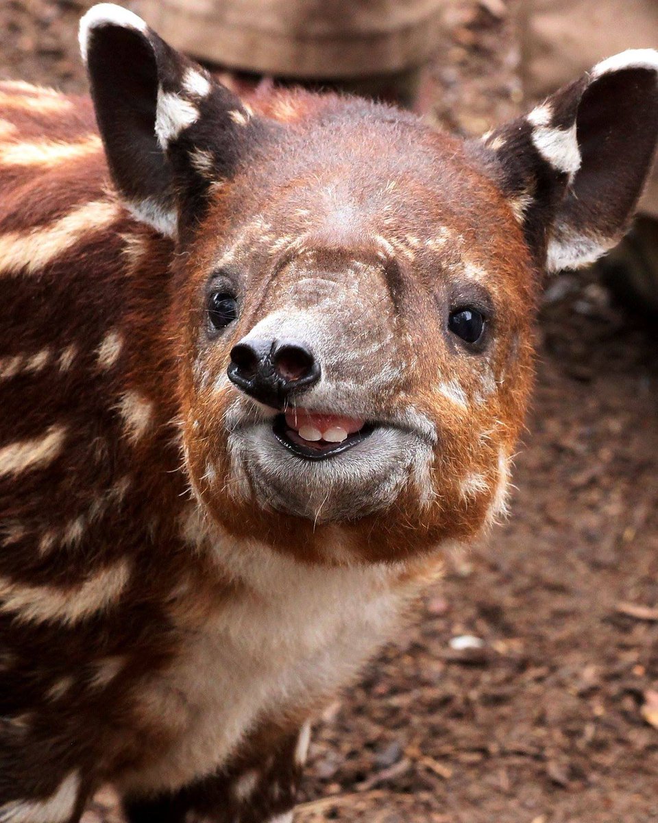 We submit #DonTapir for best smile. 🤓 #WorldSmileDay #TapirTeefies   📷: Mary-Ellen Jordan https://t.co/Fs8JqF7iag