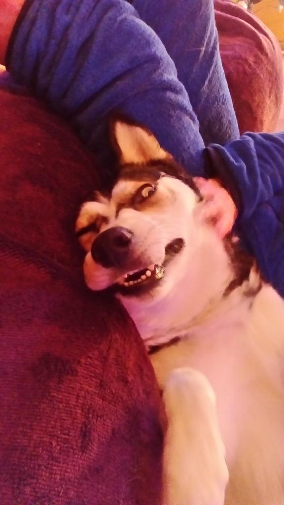 Happy #WorldSmileDay #husky #DogsAreLove #dogsofTwitter