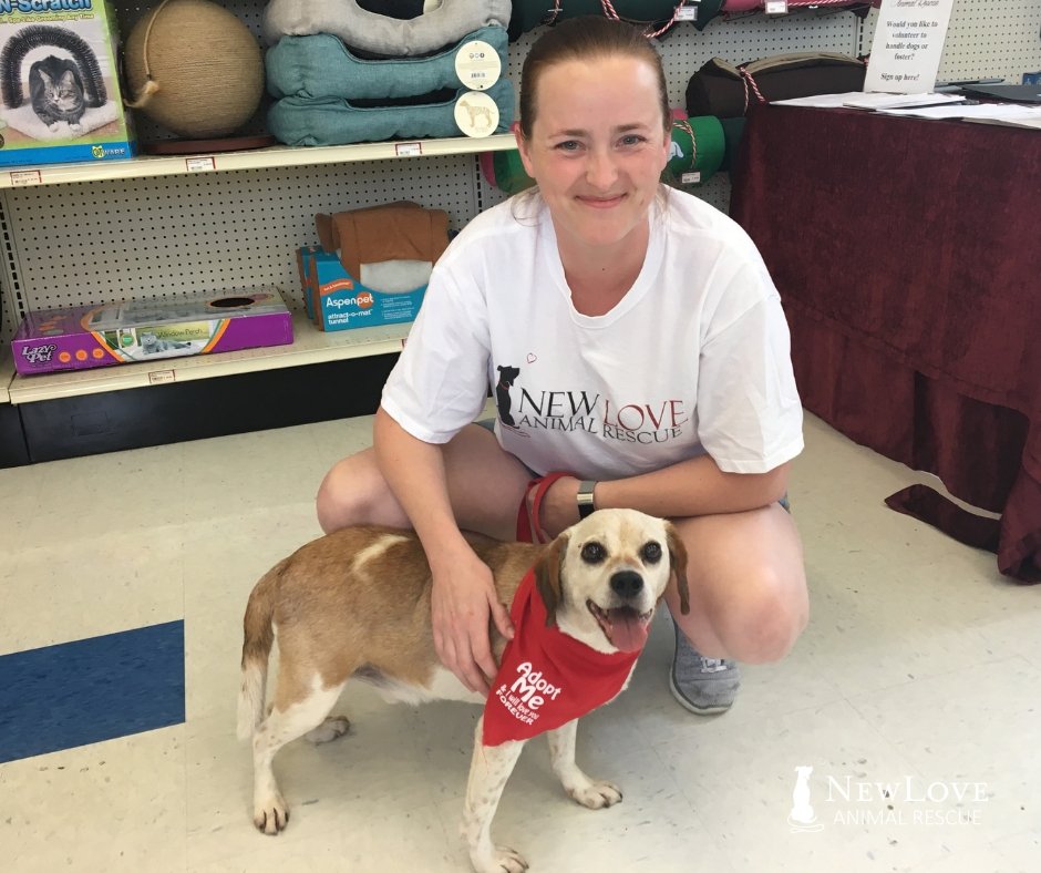 Odie has been busy attending our adoption events! Your kind donations help to treat his Cushing's disease. Can you spare a small donation to continue supporting Odie and our sanctuary program? We can't thank you enough! Visit loom.ly/_v8r45o to #GiveNewLove today!