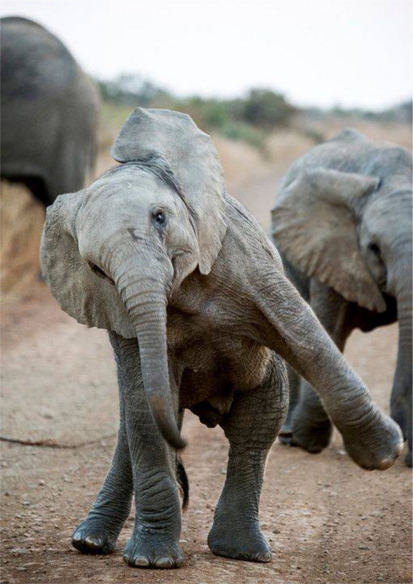 Good Morning Everyone!! 
Have awesome weekend! Come #visit me at the Kruger National Park :) 
Log on and see all the #destinations &amp; #activities on the #Kruger Hub
nroutes.co.za/trip/kruger-na…

#Elephants #wildlife #Krugerpark #activities #family #nature #Big5