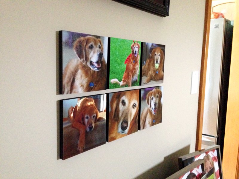 SweetPixApp's tweet photo. Every furry friend deserves their own photo board! 😍🐶

Free shipping! 📦
.
.
https://t.co/YguVa13f6S

#Sweetpixapp #wallphotos #livingroomideas #photoboards #walldecor #petlove #petpictures #phototiles #photodisplay https://t.co/7Gvt5qpcfL