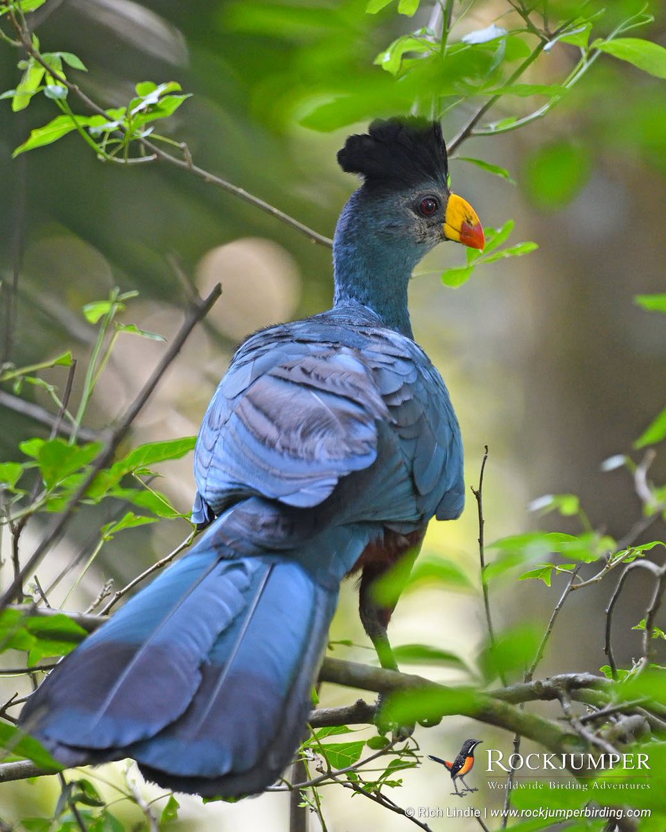 RockjumperTours's tweet image. Photo of the Day – Great Blue Turaco (Corythaeola cristata) at Bigodi Swamp in Uganda
©Rich Lindie

@ZEISSBirding 
#RockjumperBirding #turaco