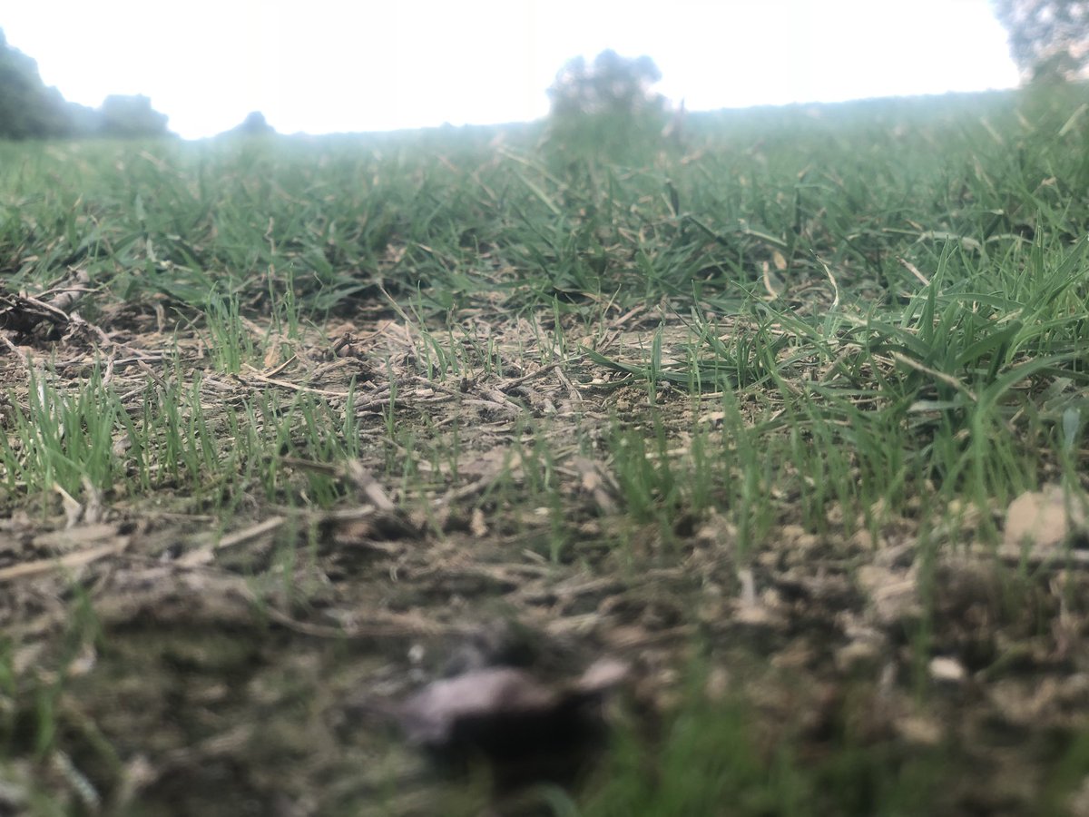 It sure is great to see the bluegrass filling in the bare areas in fairways. Along with the impressive amount of germination I have seen just over 2 weeks after seeding. #bluemuda <a href="/klwolfe83/">Kevin Wolfe</a>
