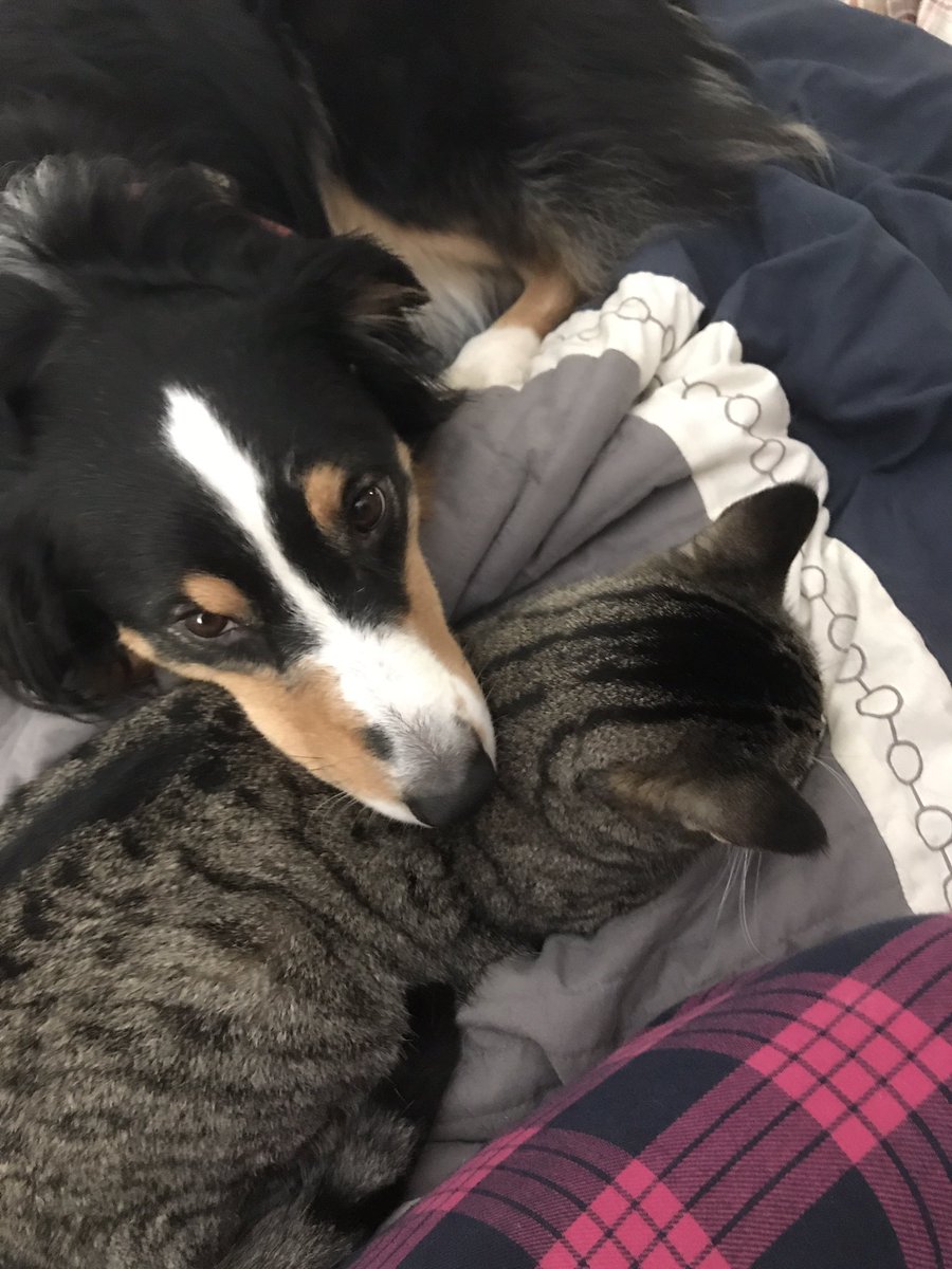swordtaildanny's tweet photo. @HannahGriebling Cat pillow. https://t.co/JOEx0mNgol