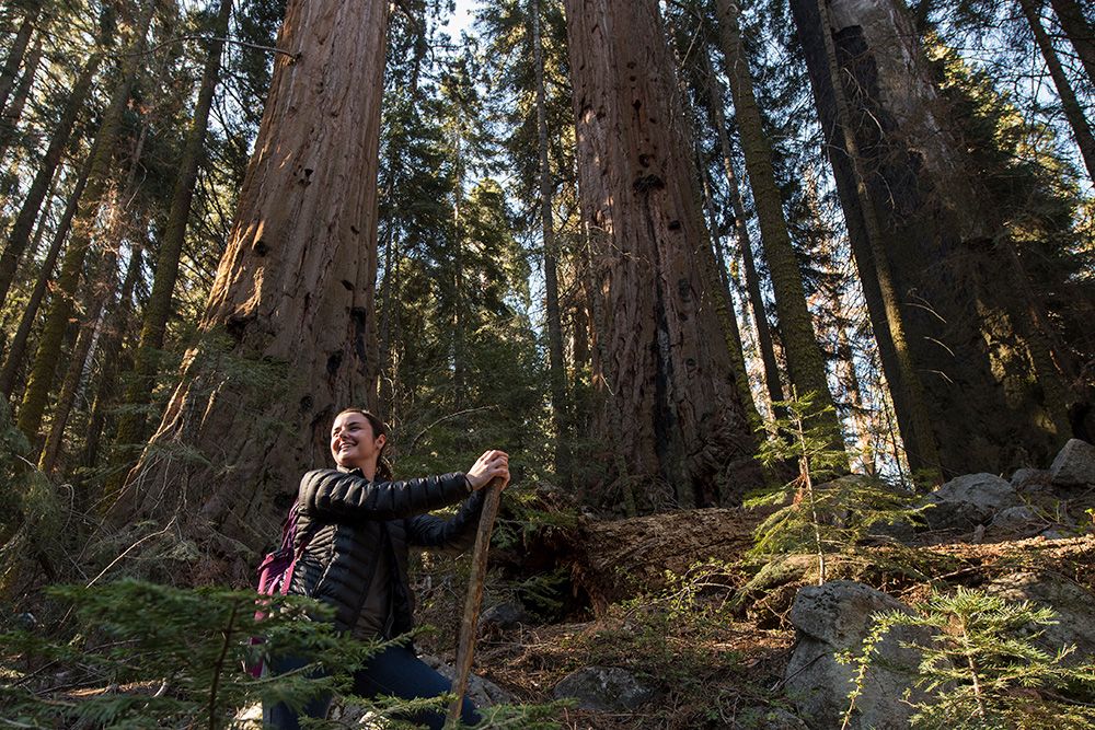 kiitella's tweet image. SUCCESS! @savetheredwoods just acquired one of the largest unprotected giant sequoia groves in the world. The 160-acre property has 110 ancient sequoias and is within the boundaries of Giant Sequoia National Monument. #wekeepitwild pbxx.it/RkCbjL