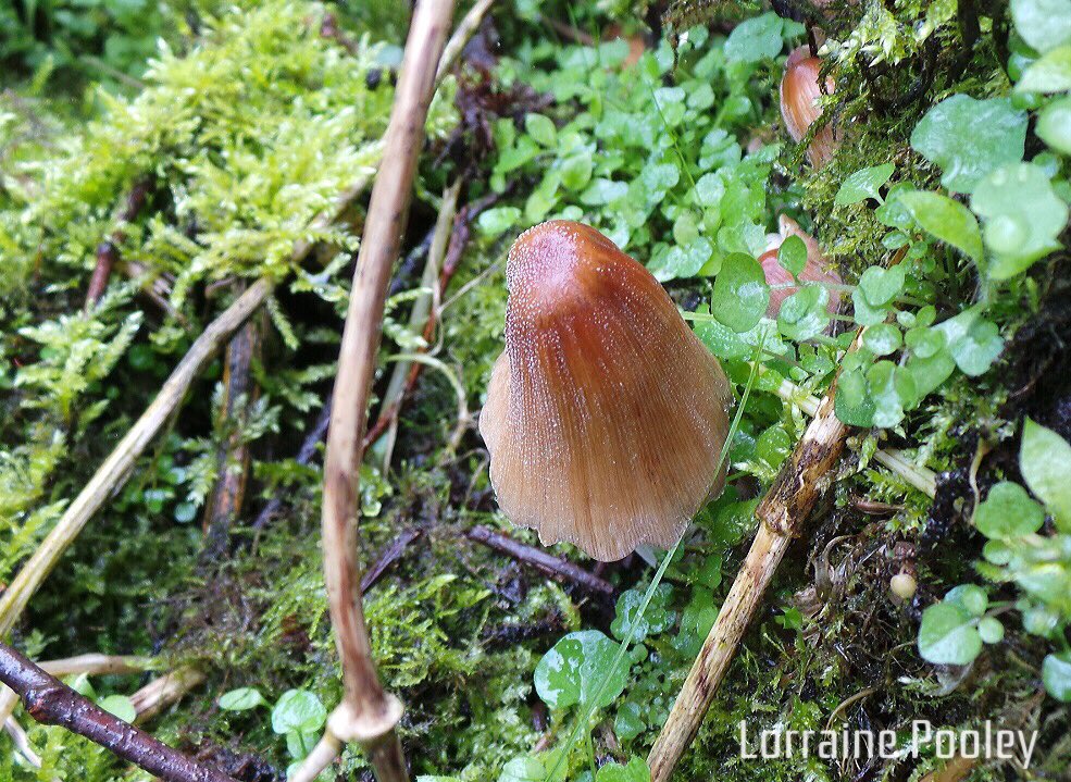 SaveOurSparrows's tweet photo. #LordLeverhulme @RivingtonTG on now. Amazing #woodland #escapism before it was left to grow wild. But now it is revealing such beauty as #Fungi #Fungus #GardenersWorld 

A great year for #Fungi this year. So many carpeting other  #Woodlands Thanks @nickbailey365 for #DoNotPick https://t.co/Jd8JilrFJp