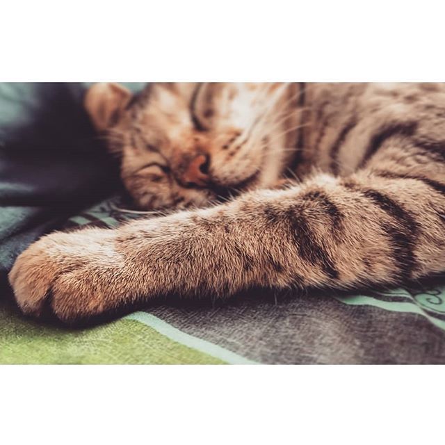 Deepali_Mawasi's tweet photo. Nothing makes me feel more warmed than watching this cute little precious❤ sleeping.

Bae❤
Seeyousoon .
.
.
.
.
.
.
.
.
.
.
.
.
#cat #catsleeping #catworld #catsleepingtime 
#catbae #catbug #catsofinstagram 
#lgv30plus #sleepingbeauty #sleeping 
#sle… https://t.co/1ZH2Nr9mFE https://t.co/x11fGigjjZ