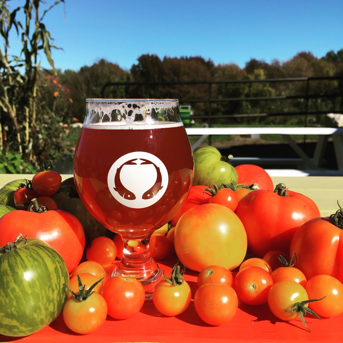 OddAlewives's tweet photo. We just tapped ODD FRUIT, our small batch farmhouse ale made with tomatoes from our garden. We dried the tomatoes to condense the flavors and sugars and paired them with amber specialty malts that would help explore their raisin like qualities. 6.6% ABV #tomatobeer #oddalewives https://t.co/DA7Vq1WMKG
