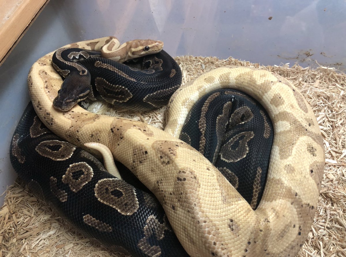 thesnakemaker's tweet photo. Blackhead X Leopard Banana 
#snakebreeding #snake #ballpython #Art #LivingArt
#thesnakemaker #exoticpet #Miami 
#reptile #photography #petsnake #Pet https://t.co/GBUodFN79h