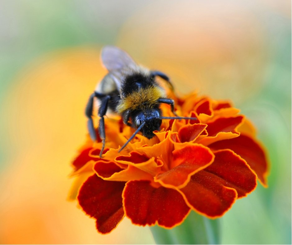 WhitmorePestCtr's tweet photo. #FridayFake! #BeeStings are always dangerous! 

False: If you’re not allergic to #bee stings, the average person can tolerate 10 stings per one pound of body weight. Most adults can tolerate more than 1,000 stings! 🐝

https://t.co/eMwGFkqFEg https://t.co/tB2BHkYSXw