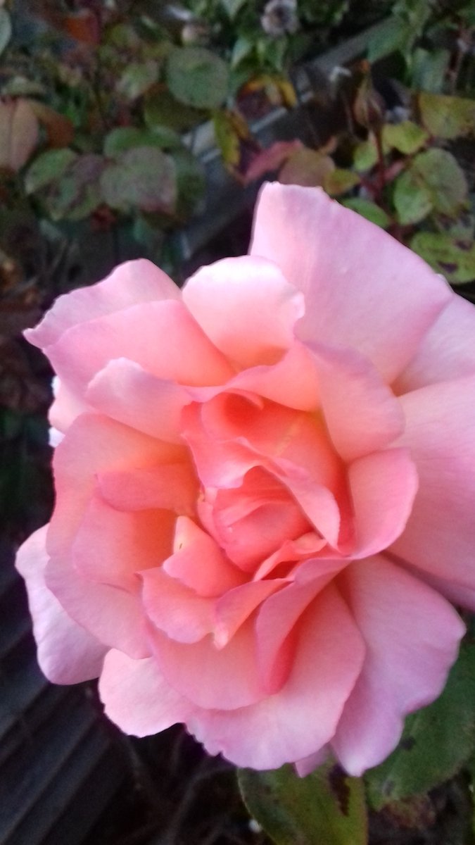 moorsmaid75's tweet photo. Everything is looking Rosey 😊 https://t.co/HX0M2A7TP9