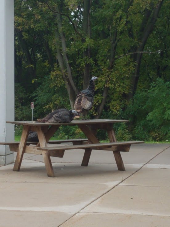 SkramstadEP's tweet photo. CMS English students in my class received an impromptu lesson on irony today!  Note their expressions of amazement as our neighborhood turkeys settled in on the table outside our windows!  #EPCMS  #EPSchools  #Irony  #WeInspireEACH #Thanksgiving https://t.co/St5b69eC2x
