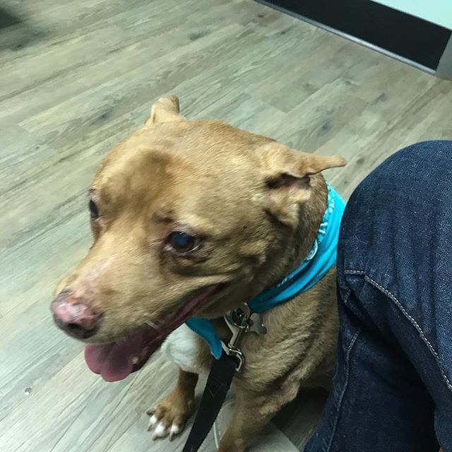 1800OutFast's tweet image. Poor Mister Willie hasn't been feeling himself this week. No dog is a fan of the vet, but he sure does love the people that work here that help him feel better fast 😁 ift.tt/2E2RoWz